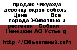 продаю чихуахуа девочку,окрас соболь › Цена ­ 25 000 - Все города Животные и растения » Собаки   . Ненецкий АО,Устье д.